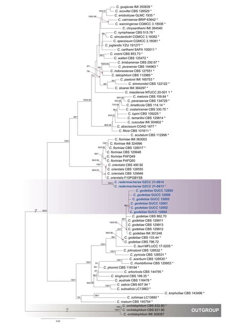 Maximum Likelihood Tree Of The C Acutatum Species Complex