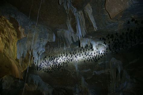 Large Group Bats Hanging Off A Dark Cave Ceiling Stock Image - Image of sleeping, nocturnal ...