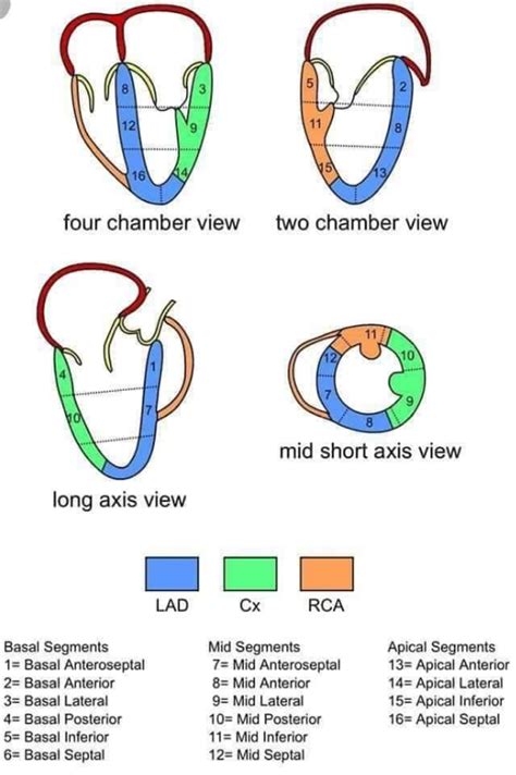 TEE LV Anatomy OpenAnesthesia