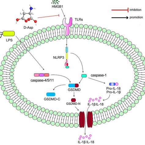 Schematic Illustration Of The Deductive Mechanism Of D Asp Inhibiting