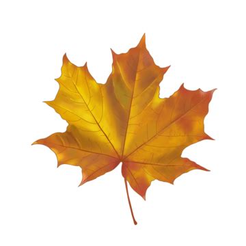 Autumn Maple Leaves Fall Autumn Plant Png Transparent Clipart Image