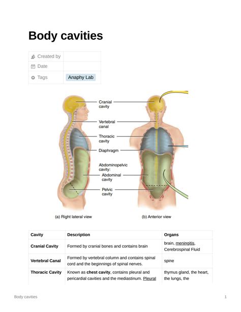 Solution Body Cavities Studypool