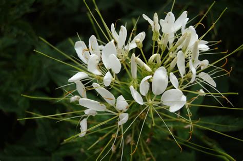 Descubra Kuva Fleur Blanche Avec Longue Tige Thptnganamst Edu Vn