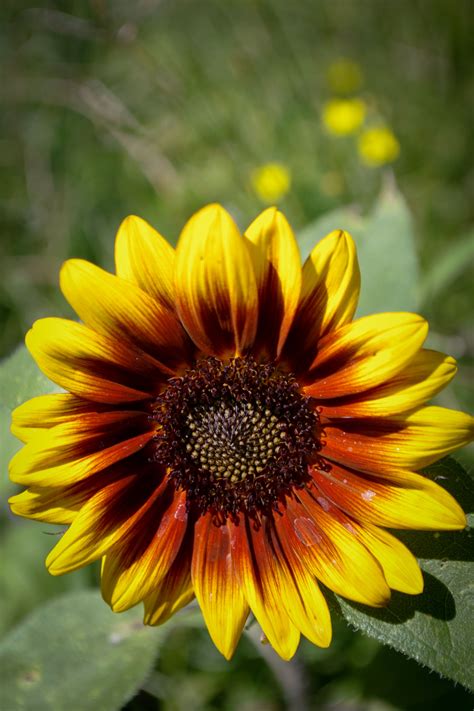 Sunflower Yellow Orange Colorful Garden Sunflower Color