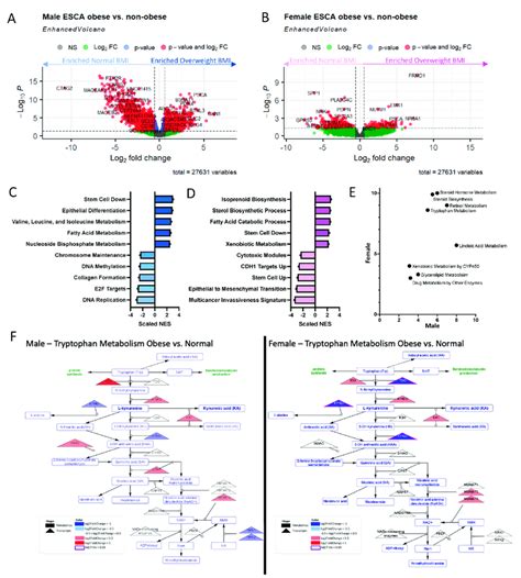 Gender Induces Differential Transcriptional Metabolic Profile Tcga