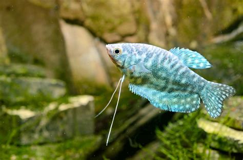 How to Keep Blue Gourami Fish in the Aquarium - fish-hobbyist