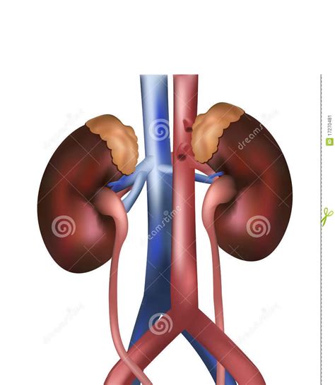 Função renal Flashcards Memorang