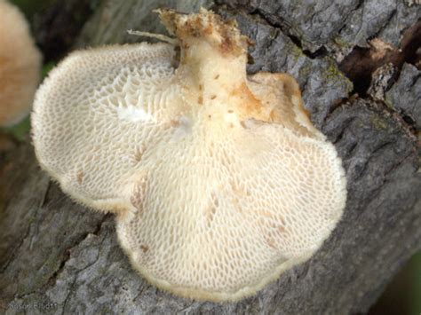 Hexagonal Pored Polypore Lichens And Mushrooms Of Virginia Inaturalist