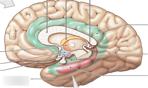 The Limbic system part 1 Diagram | Quizlet