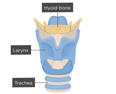 Hyoid Bone Anatomy