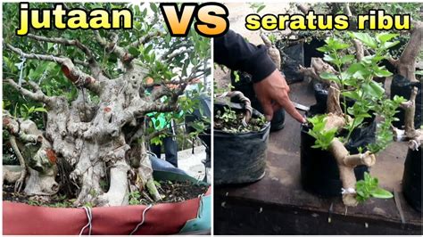 Coba Bandingkan Harga Bonsai Seratus Ribu Dengan Harga Jutaan YouTube