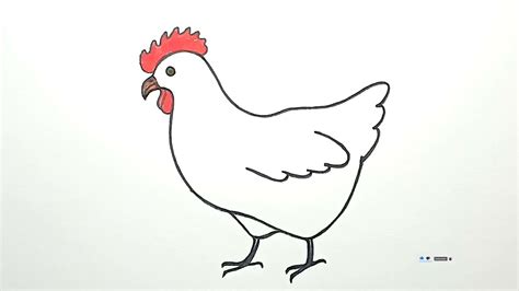 How To Draw A Hen Broiler Drawing Chicken Drawing YouTube