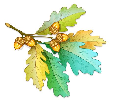 Watercolor Oak Branch With Acorns Stock Vector Illustration Of Close