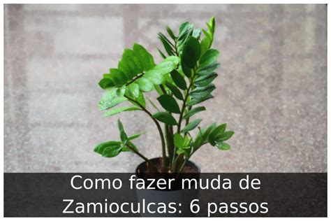 Como Fazer Muda De Zamioculcas 6 Passos