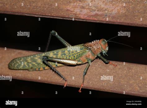 Giant Red Winged Grasshopper Tropidacris Cristata Insecta Stock Photo