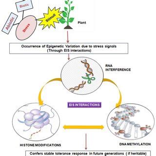 Schematic Representation Of The Machinery Of Epigenetic Regulation