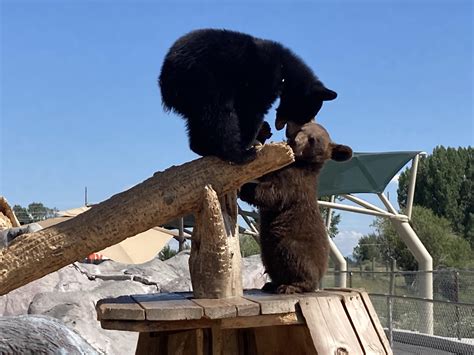 Bear cubs playing : r/Eyebleach