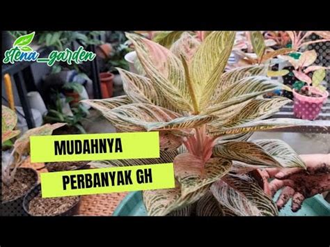 Cara Mudah Memperbanyak Aglaonema Golden Hope Dan Mahasety Youtube