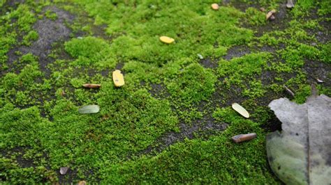 How To Get Rid Of Moss In Your Lawn All Turf Lawn Care