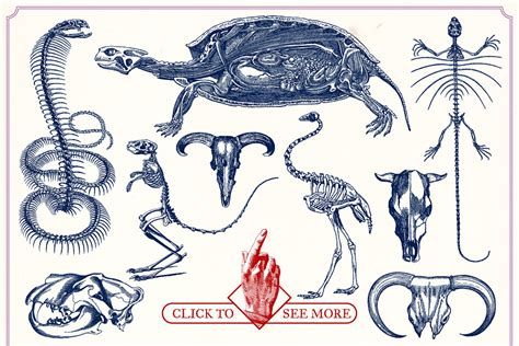 Vintage Animal Anatomy Vectors | Custom-Designed Illustrations ~ Creative Market