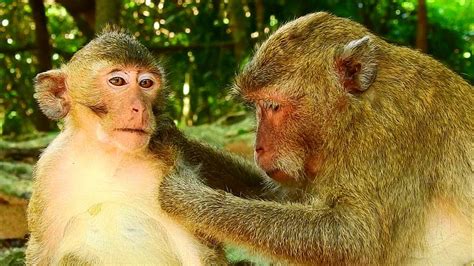 Wow Amazing Monkey Groomingmom Is Grooming Her Son Youtube