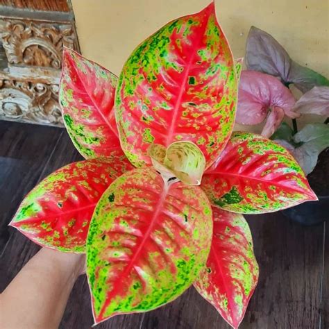 Jual Tanaman Hias Aglonema Big Roy Tanaman Hias Aglaonema Big Roy