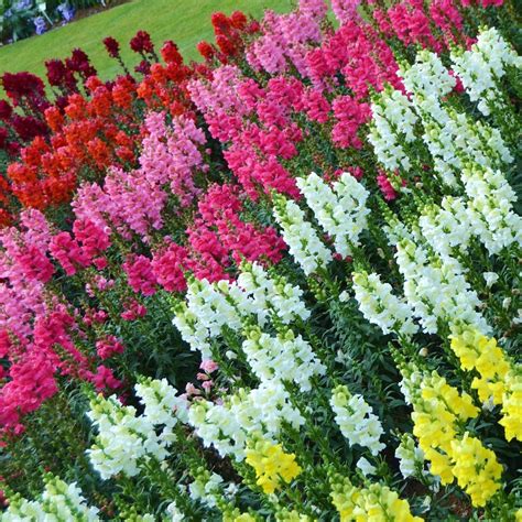 Antirrhinum Sonnet Mixed Tray Of 40 Plug Plants