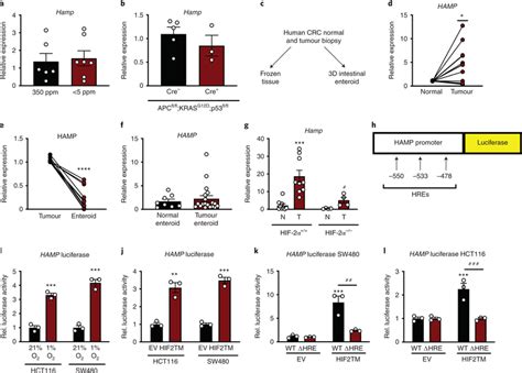 Hypoxia Via Hif 2α Activates Hepcidin Expression In Crc A Qpcr