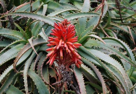 Plantas De A A Z Aloe Arborescens Aloé Candelabro Revista Jardins