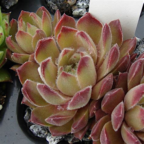 Erwin Geiger Sempervivum sp ex Prov Ağri East Anatolia South