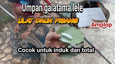 Umpan Galatama Lele Ulat Daun Pisang Cocok Induk Dan Totalan YouTube