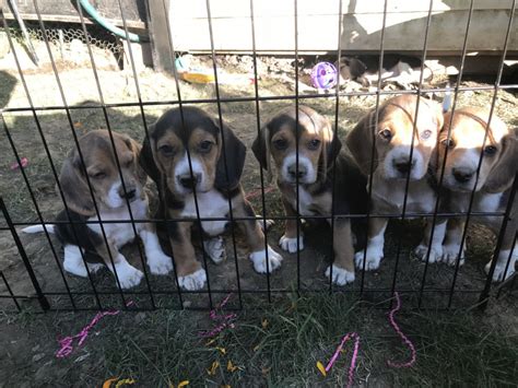 Beagle For Sale In York 2 Petzlover