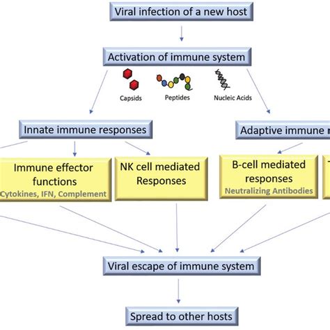 PDF Viral Evolution And Immune Responses