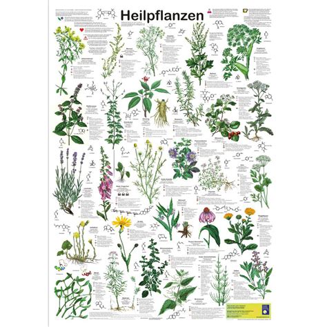 Bio Poster Heilpflanzen Wissenladen De