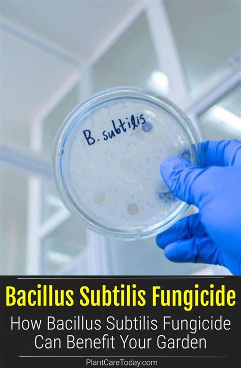 How Bacillus Subtilis Fungicide Can Benefit Your Garden Gardentipshub