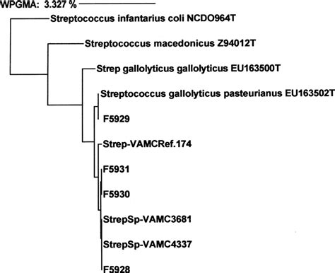 Dendrogram Of Phylogenetic Relationships Between Four Patient