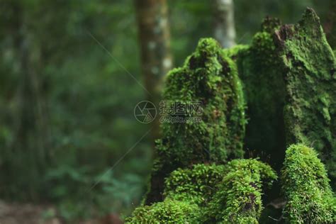 美丽的天然绿色苔生长在雨林的树木上新鲜棕色树干高清图片下载 正版图片307832093 摄图网