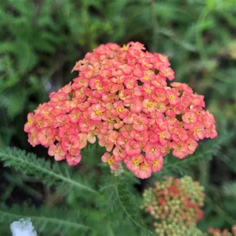 Achillea Walter Funcke Yellow House Heritage Perennials