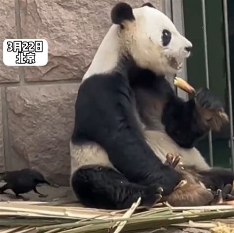 大熊猫被小鸟薅毛毫无反应淡定干饭，这有趣的一幕让人忍俊不禁！ 财经头条