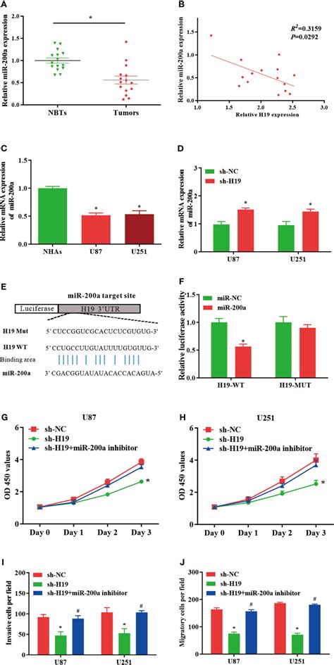 Frontiers Long NonCoding RNA H19 Regulates Glioma Cell Growth And