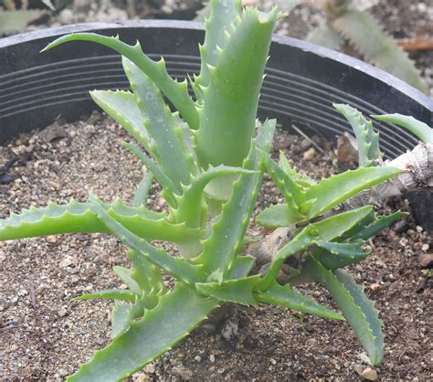 Aloe Arborescens Aloe Arborescens Quart Size Plant Organic Strictly Medicinal Seeds