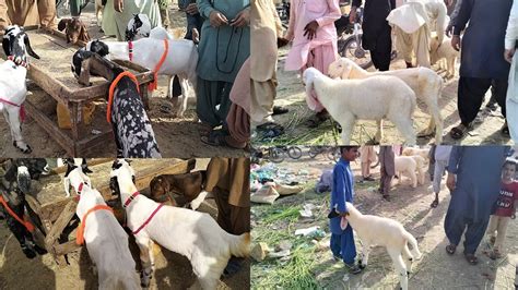 Bakra Mandi Latest Video Orangi Town Bakra Mandi 2023 Biggest Bakra