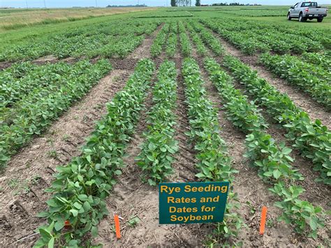 Winter Rye Cover Crop Preceding Soybean: Fall Planting Dates and Rates | NDSU Agriculture and ...