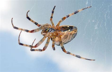 Garden Spider Brown With Striped Legs | Fasci Garden