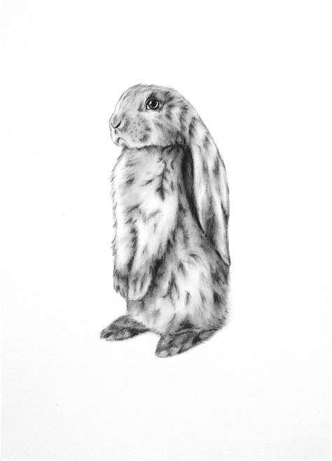 Lop Rabbit Art Original Charcoal 5x7 English Lop