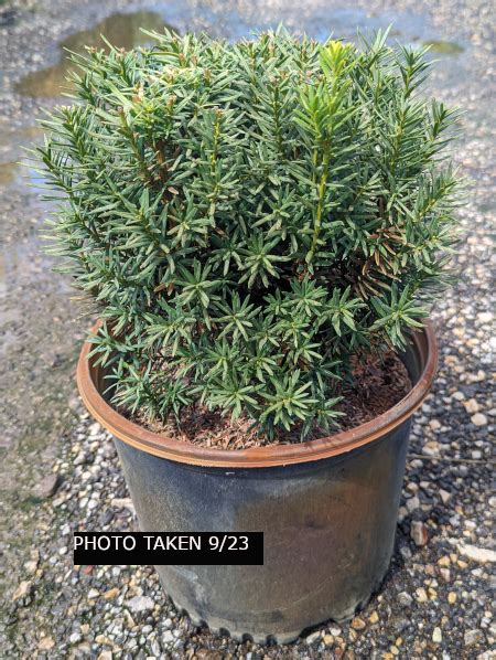 Hicks Yew Taxus X Media Hicksii Goodmark Nurseries