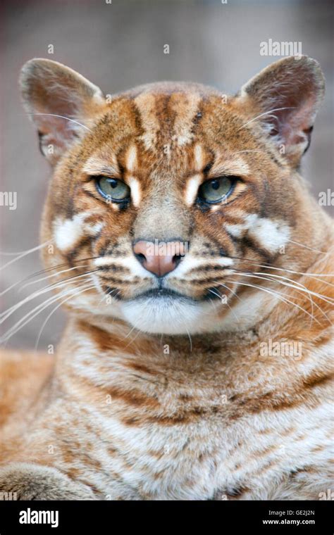 Asian golden cat Stock Photo - Alamy