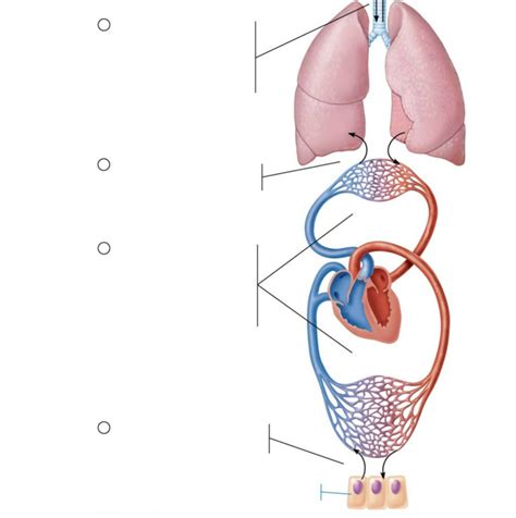 Lab Exam 2 BIO 205 Pt 1 Diagram Quizlet