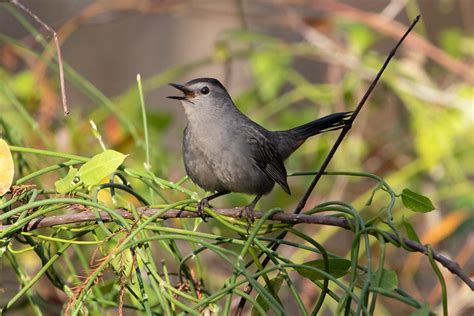 Gray Catbird - eMuseum of Natural History