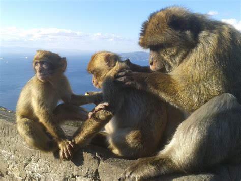 See the Apes up close in their natural habitat with - www.gibraltar ...